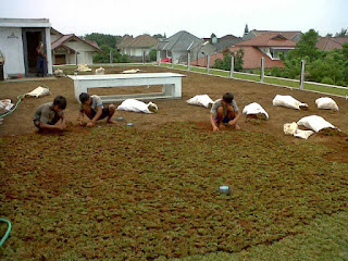 Jual rumput gajah mini sekaligus tanam untuk wilayah jabodetabek dan pengiriman luar kota