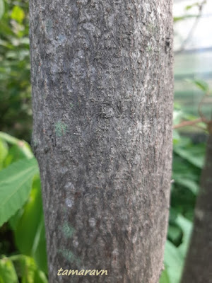 Сумах китайский (Rhus chinensis)