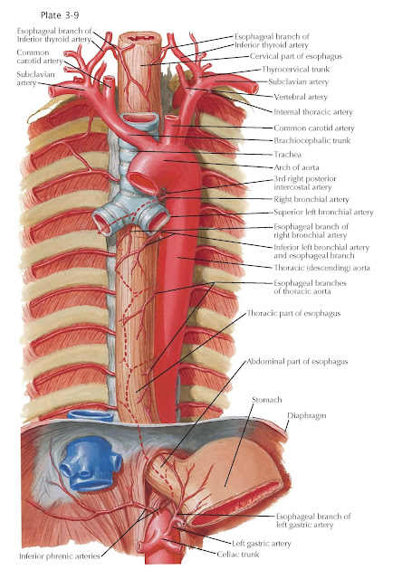 Blood Supply of Esophagus