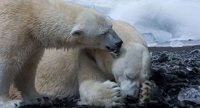 Osos polares de Svalbard