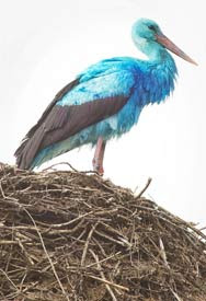  Burung  Bangau  Warna  Biru di Jerman