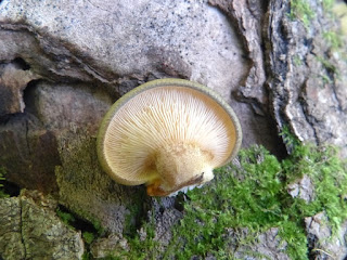 Pleurote tardif - Sarcomyxa serotina