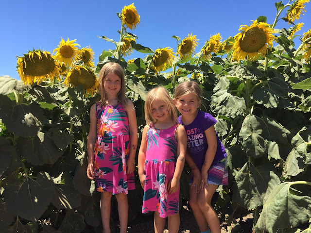 summer, sunflower fields