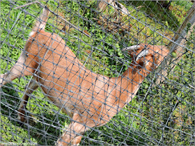 Cider Hill Farm: Cabra