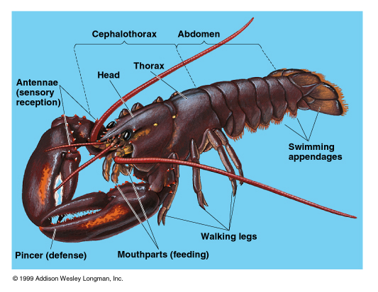 DESKRIPSI DAN  KLASIFIKASI ARTHROPODA Dauz Biotekhno