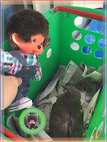 Bubbles le Monchhichi et Colombine le bébé pigeon - oisillon