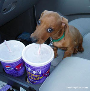 Thirsty Dog Drinks a Soft drink