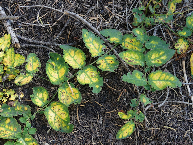 fall colors in the undergrowth