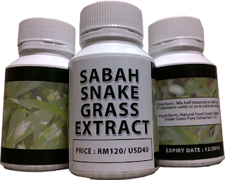 Daun Belalai Gajah: Kebaikan Sabah Snake Grass (SSG) Daun 