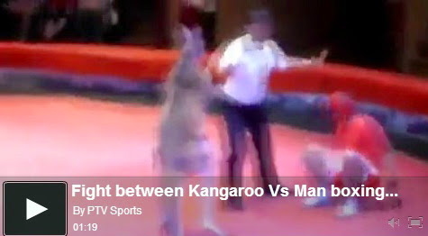 http://funkidos.com/videos-collection/mix-videos/fight-between-kangaroo-vs-man