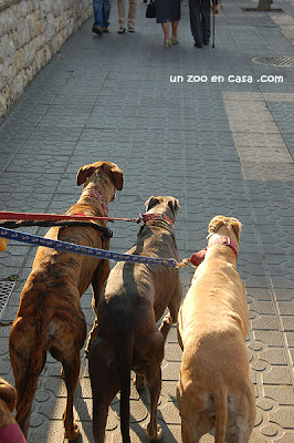 Galgos paseando por la ciudad