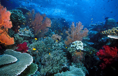 terumbu-karang-raja-ampat-Raja Ampat Best Underwater Expedition in the World