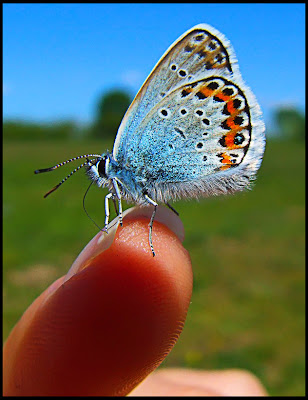 little butterfly photo