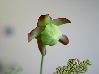 Photo de plante carnivore : Sarracenia sp. - Sarracénies non identifiées 