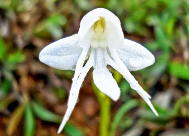 Angel Orchid - Habenaria Grandifloriformis, resemble fowers