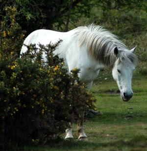 White Horse