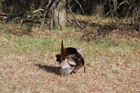 a tom turkey displaying