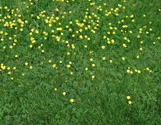 bulbous buttercup lawn weed