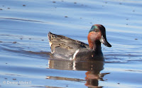 Green-winted teal male, winter visitor to Hawaii - by Denise Motard