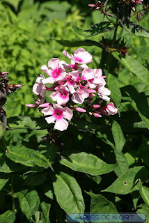 Phlox paniculata - Phlox paniculé