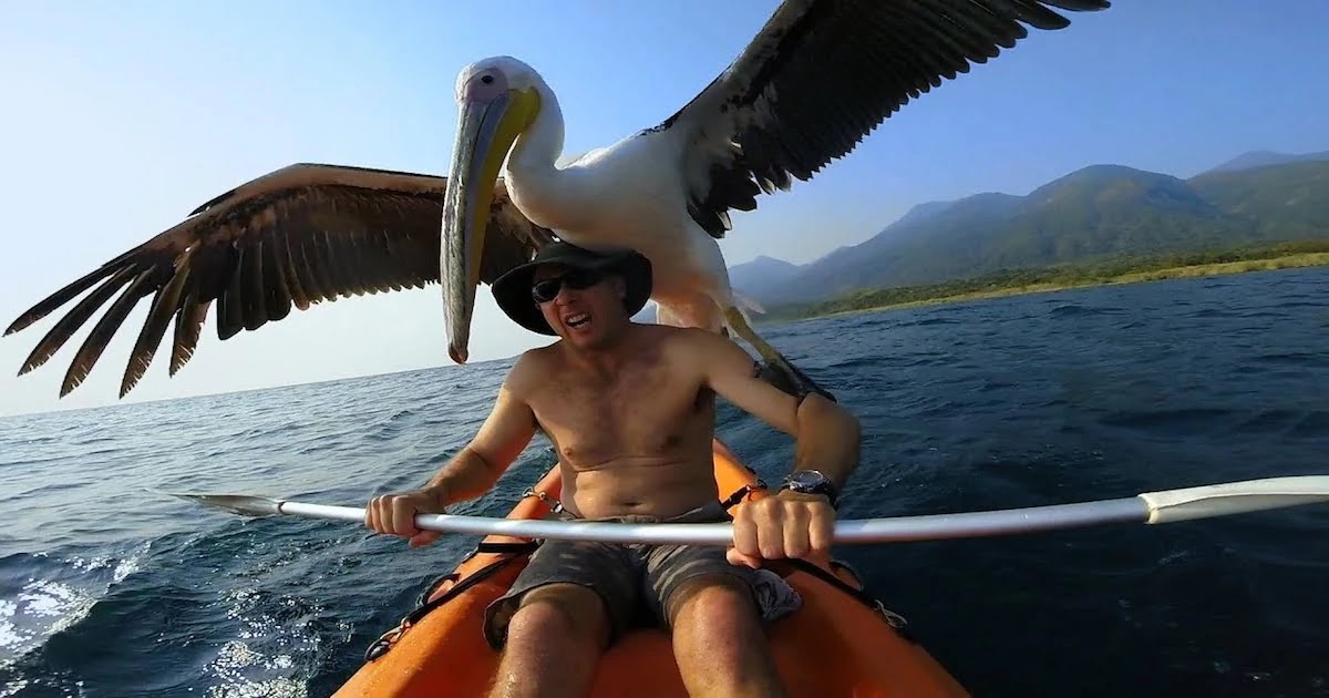 Man Saved Orphaned Pelican And Taught Him How To Fly And Fish