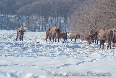 Zimbri Bucsani-Wisent/European Bison-Bison bonasus-Zimbraria Neagra Bucsani-Targoviste-Dambovita