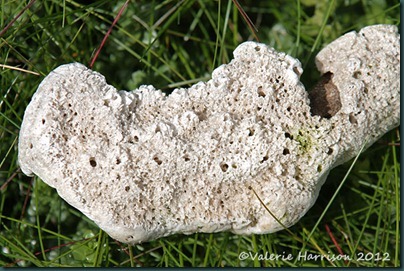 27-sponge