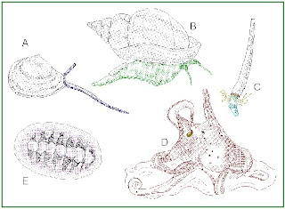 Contoh Sistem Gerak Hewan Invertebrata - Contoh Jal