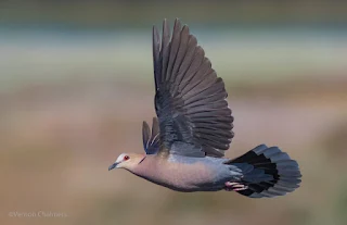 Red-Eyed Dove in Flight: Canon EOS 7D Mark II / EF 400mm f/5.6L USM Lens