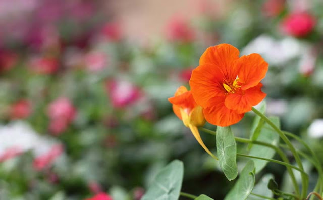 Nasturtium Flowers Pictures