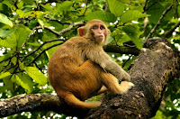 Malsi Deer Park, Dehradun (photo - Jim Ankan Deka)