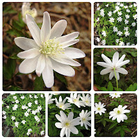 Анемона алтайская (Anemone altaica)