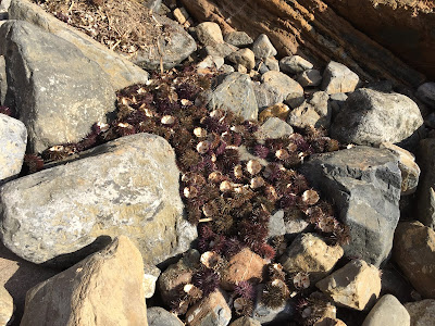 Sea urchin shells.