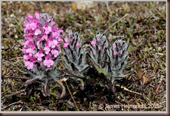 WollyLousewort_1495