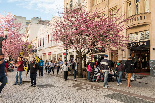 A florada das cerejeiras