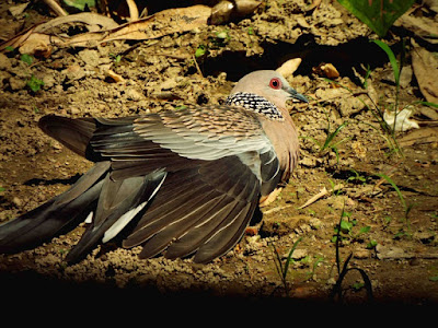 Spotted Dove