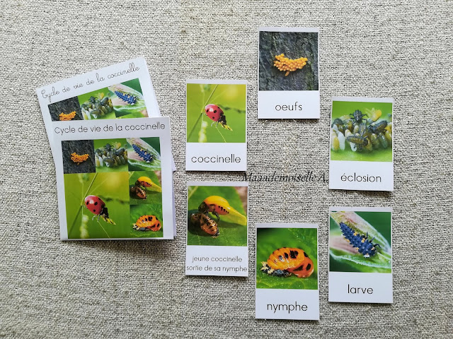 || Cartes de nomenclature : Nouveautés de mai 2019 : Cycle de vie de la coccinelle