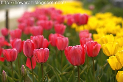 tulipaDSC08036