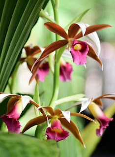 Orchids in bloom in Puriscal