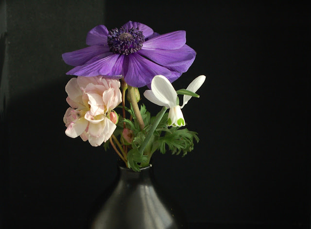 anemone coronaria 'Mr Fokker',Galanthus 'Happy New Year' and rosa 'Marie Pavic'.
