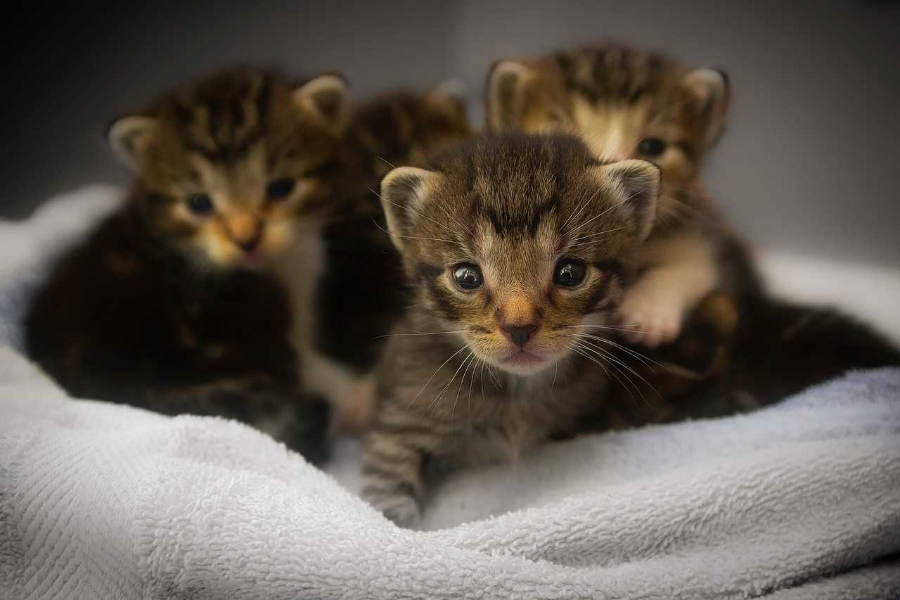 gambar anak kucing baru lahir