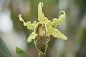 Dendrobium alexandrae care and culture