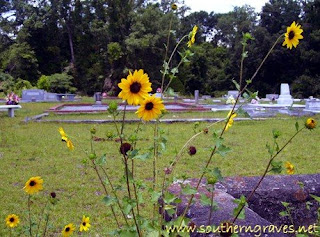 Sunflowers in the Cemetery