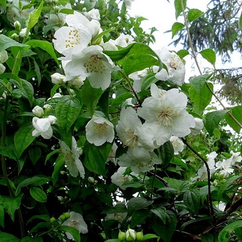 philadelphus - mock orange (belle etoile)