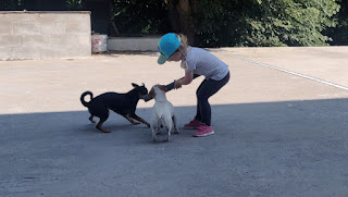 Rosie playing tug with the puppies