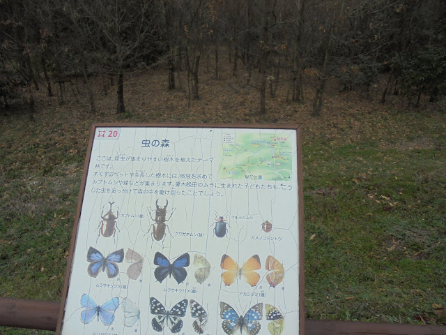 虫の森の遊歩道