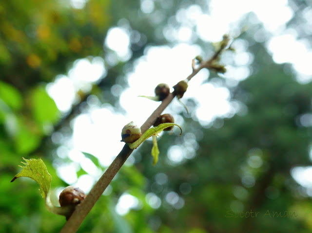 Parasenecio farfarifolius