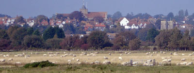 Rye, from the southern marshes)