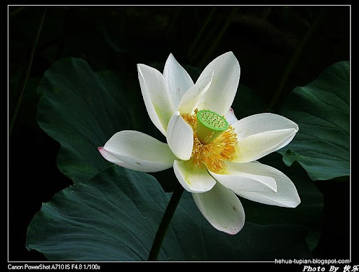 荷花图片Lotus Flower:05rv19lzmn9zf5