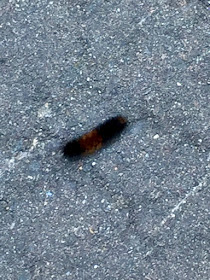 today's woolly bear sighted